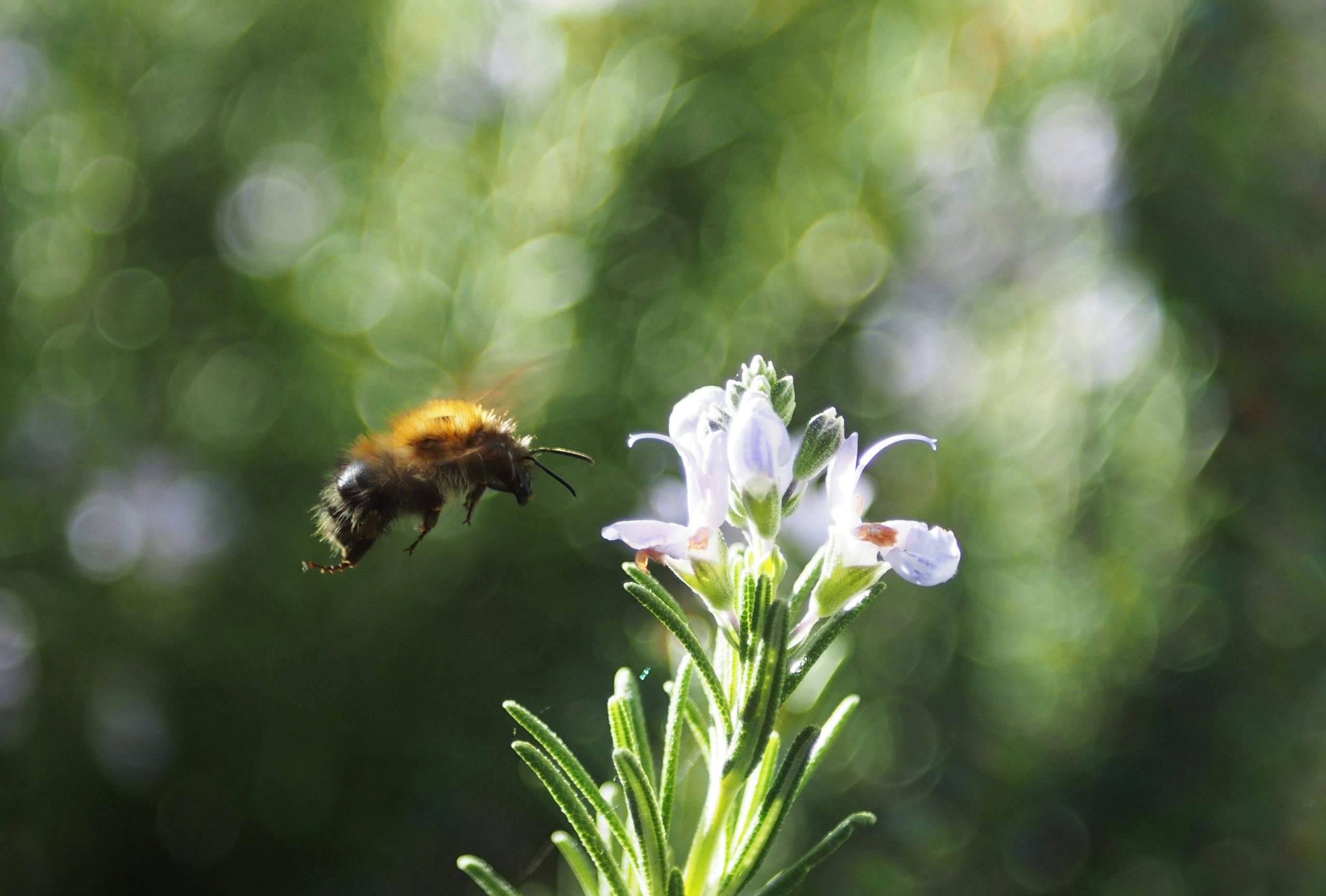 Bee flying towards a small flower